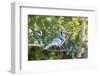 Blue Jay-Gary Carter-Framed Premium Photographic Print