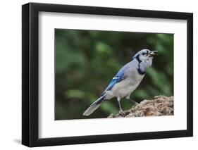 Blue Jay-Gary Carter-Framed Premium Photographic Print