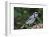 Blue Jay-Gary Carter-Framed Premium Photographic Print