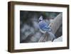 Blue Jay-Gary Carter-Framed Premium Photographic Print
