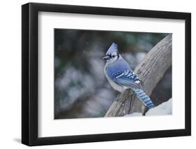 Blue Jay-Gary Carter-Framed Premium Photographic Print