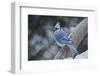 Blue Jay-Gary Carter-Framed Premium Photographic Print