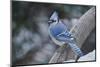 Blue Jay-Gary Carter-Mounted Premium Photographic Print