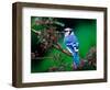 Blue Jay-Adam Jones-Framed Photographic Print