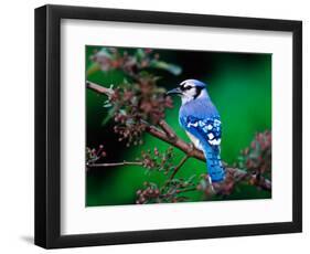 Blue Jay-Adam Jones-Framed Photographic Print