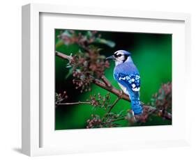 Blue Jay-Adam Jones-Framed Photographic Print