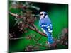 Blue Jay-Adam Jones-Mounted Photographic Print