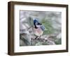 Blue Jay-Adam Jones-Framed Photographic Print