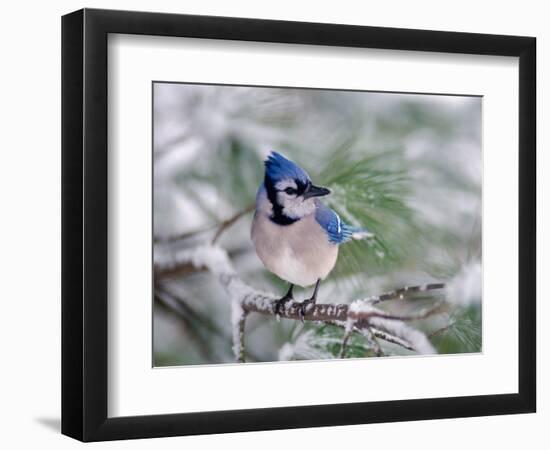 Blue Jay-Adam Jones-Framed Photographic Print