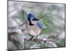 Blue Jay-Adam Jones-Mounted Photographic Print