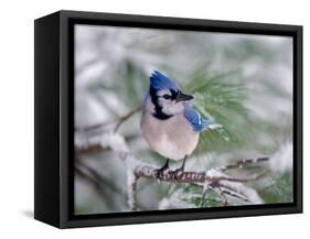 Blue Jay-Adam Jones-Framed Stretched Canvas