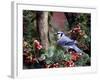 Blue Jay-Gary Carter-Framed Photographic Print