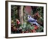 Blue Jay-Gary Carter-Framed Photographic Print