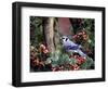 Blue Jay-Gary Carter-Framed Photographic Print