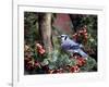 Blue Jay-Gary Carter-Framed Photographic Print