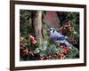 Blue Jay-Gary Carter-Framed Photographic Print