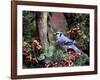 Blue Jay-Gary Carter-Framed Photographic Print