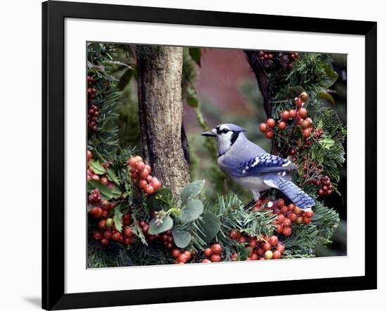 Blue Jay-Gary Carter-Framed Photographic Print