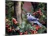 Blue Jay-Gary Carter-Mounted Photographic Print