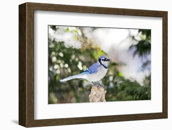 Blue Jay-Gary Carter-Framed Photographic Print