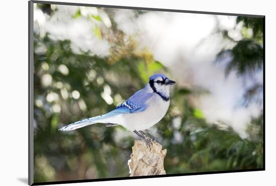 Blue Jay-Gary Carter-Mounted Photographic Print