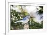 Blue Jay-Gary Carter-Framed Photographic Print