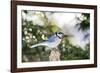 Blue Jay-Gary Carter-Framed Photographic Print