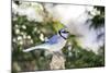 Blue Jay-Gary Carter-Mounted Photographic Print