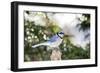 Blue Jay-Gary Carter-Framed Photographic Print