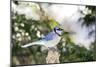 Blue Jay-Gary Carter-Mounted Photographic Print