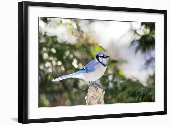 Blue Jay-Gary Carter-Framed Photographic Print