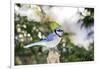 Blue Jay-Gary Carter-Framed Photographic Print