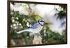 Blue Jay-Gary Carter-Framed Photographic Print