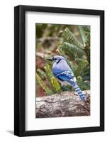 Blue Jay-Gary Carter-Framed Photographic Print