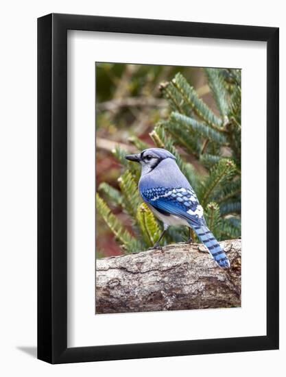 Blue Jay-Gary Carter-Framed Photographic Print