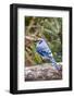 Blue Jay-Gary Carter-Framed Photographic Print