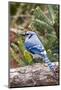 Blue Jay-Gary Carter-Mounted Photographic Print