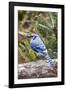 Blue Jay-Gary Carter-Framed Photographic Print