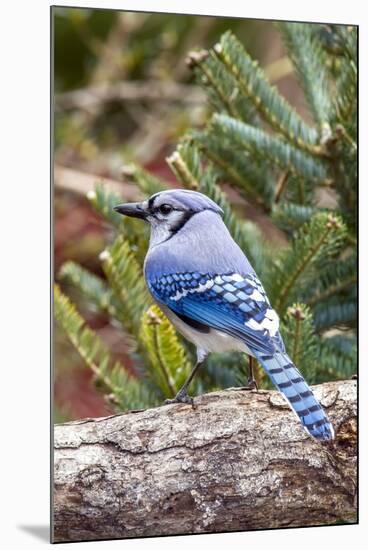 Blue Jay-Gary Carter-Mounted Photographic Print