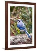 Blue Jay-Gary Carter-Framed Photographic Print