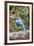 Blue Jay-Gary Carter-Framed Photographic Print