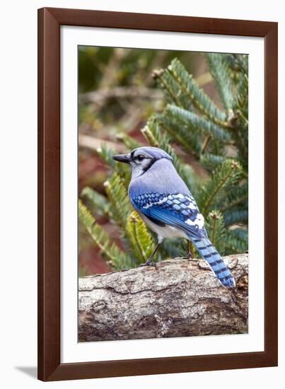 Blue Jay-Gary Carter-Framed Photographic Print