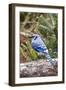 Blue Jay-Gary Carter-Framed Photographic Print