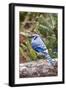 Blue Jay-Gary Carter-Framed Photographic Print