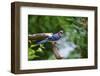 Blue Jay-Gary Carter-Framed Photographic Print