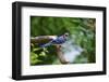 Blue Jay-Gary Carter-Framed Photographic Print