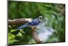 Blue Jay-Gary Carter-Mounted Photographic Print