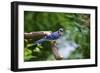 Blue Jay-Gary Carter-Framed Photographic Print