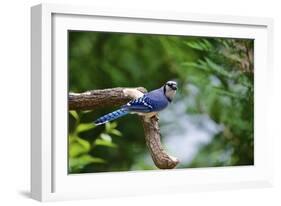 Blue Jay-Gary Carter-Framed Photographic Print