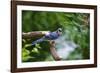 Blue Jay-Gary Carter-Framed Photographic Print